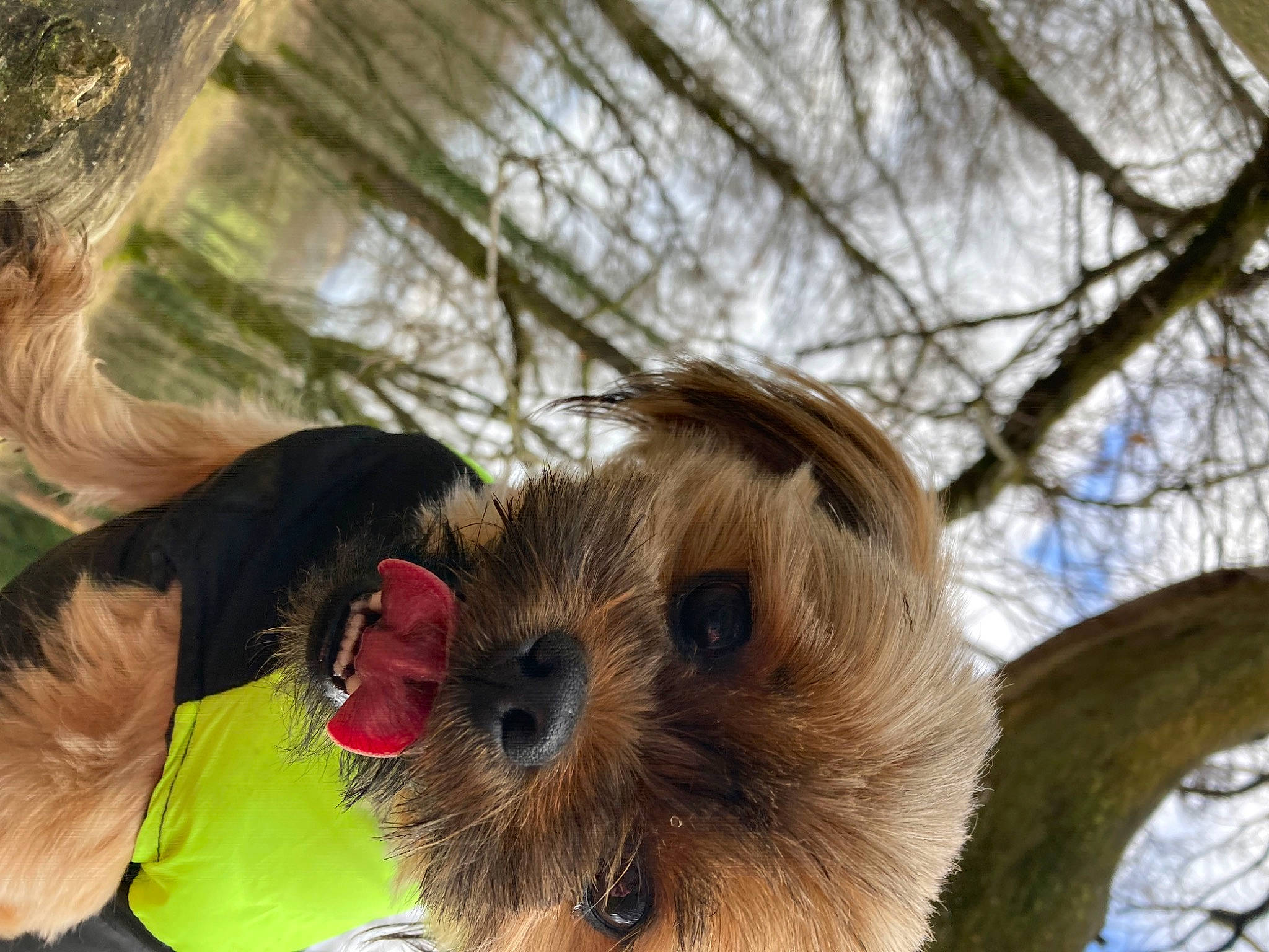 Toad a rejoint le concours — aidez-le/la à gagner de superbes lots ! canidae, carnivore, companion_dog, dog, dog_breed, fawn, fur, sky, small_terrier, snout, sporting_group, sunglasses, terrier, toy, toy_dog, tree, twig, whiskers, wood, working_animal