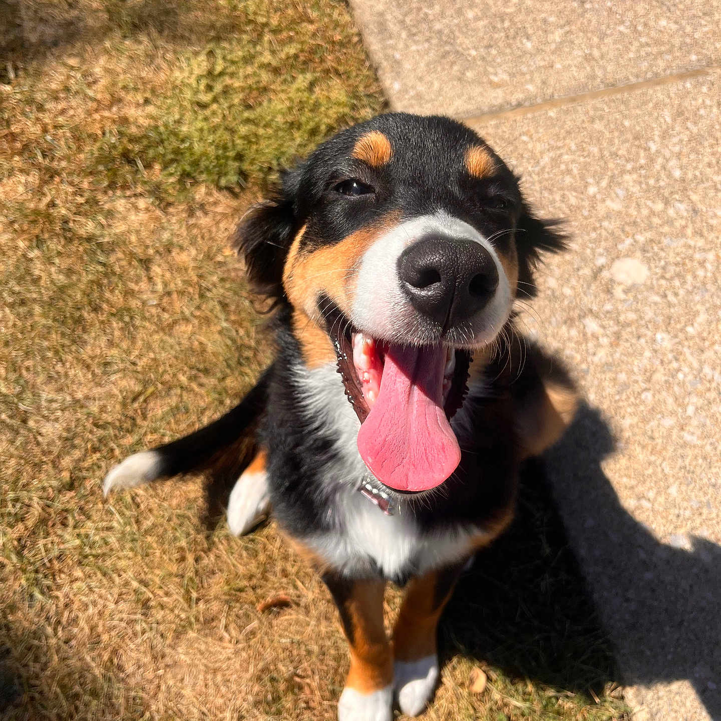 Artimiss is registered to the contest to win money with this photo: accessories, animal, appenzeller, ball, bodypart, canine, dog, grass, hound, husky, mouth, person, pet, plant, puppy, sport, strap, tennis, tennisball, tongue