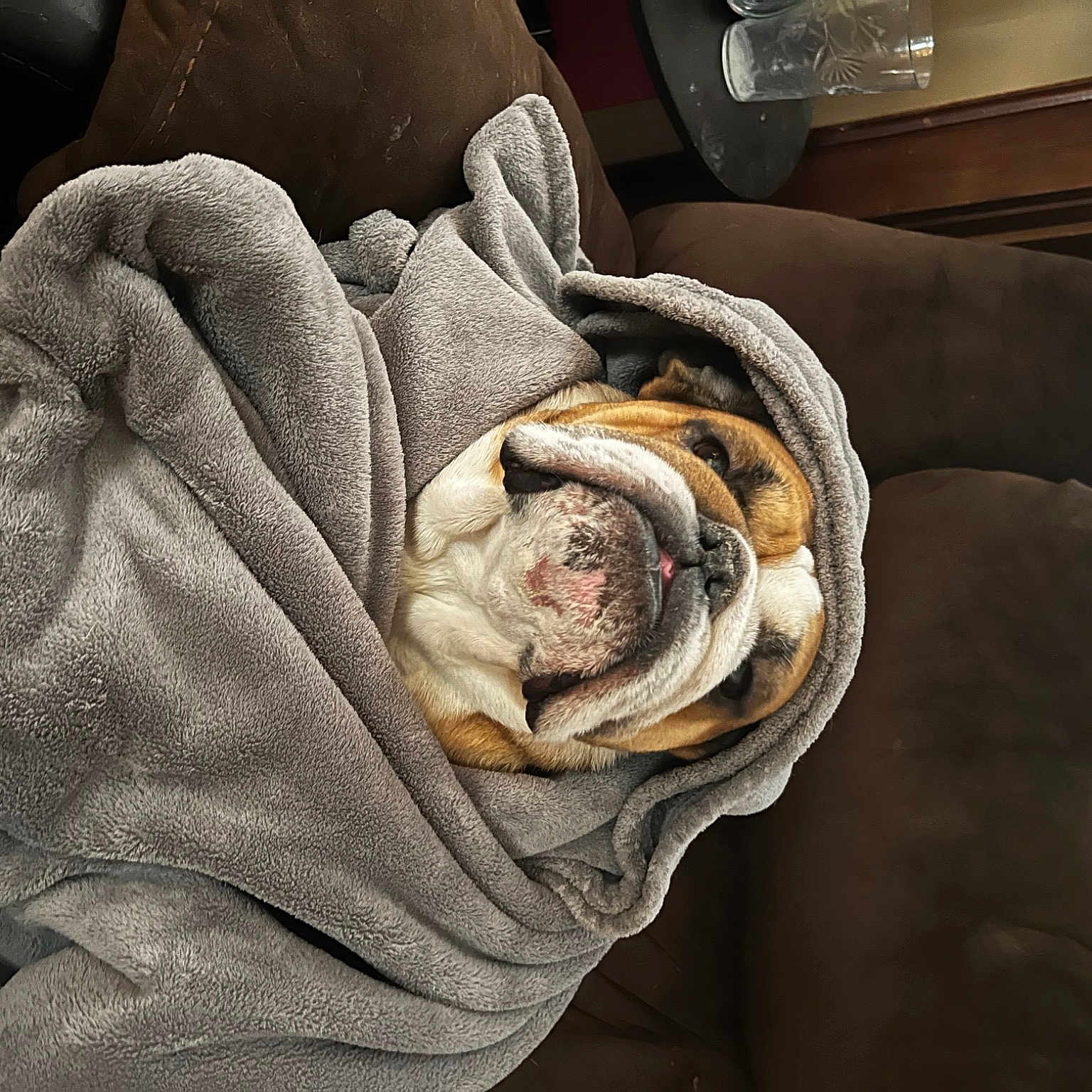 Ruger joined the competition — help win amazing prizes! brown, canidae, carnivore, comfort, companion_dog, dog, dog_breed, fawn, flooring, fur, linens, room, snout, sporting_group, terrestrial_animal, textile, toy_dog, wood, working_animal, wrinkle