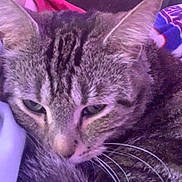 Sparkles is registered to the contest to win money with this photo: blanket, cat, close_up, couch, cozy, ears, feline, fur, green_eyes, household, indoor, nose, pet, portrait, purple_tint, relaxing, sleepy, soft_lighting, tabby_cat, whiskers