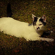 Virgule a rejoint le concours — aidez-le/la à gagner de superbes lots ! alert, animal, black_markings, cat, daylight, domestic_animal, ears, fur, grass, lying_down, mammal, nature, outdoor, pet, relaxed, resting, sunlight, tail, whiskers, white_cat
