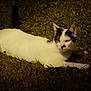alert, animal, black_markings, cat, daylight, domestic_animal, ears, fur, grass, lying_down, mammal, nature, outdoor, pet, relaxed, resting, sunlight, tail, whiskers, white_cat