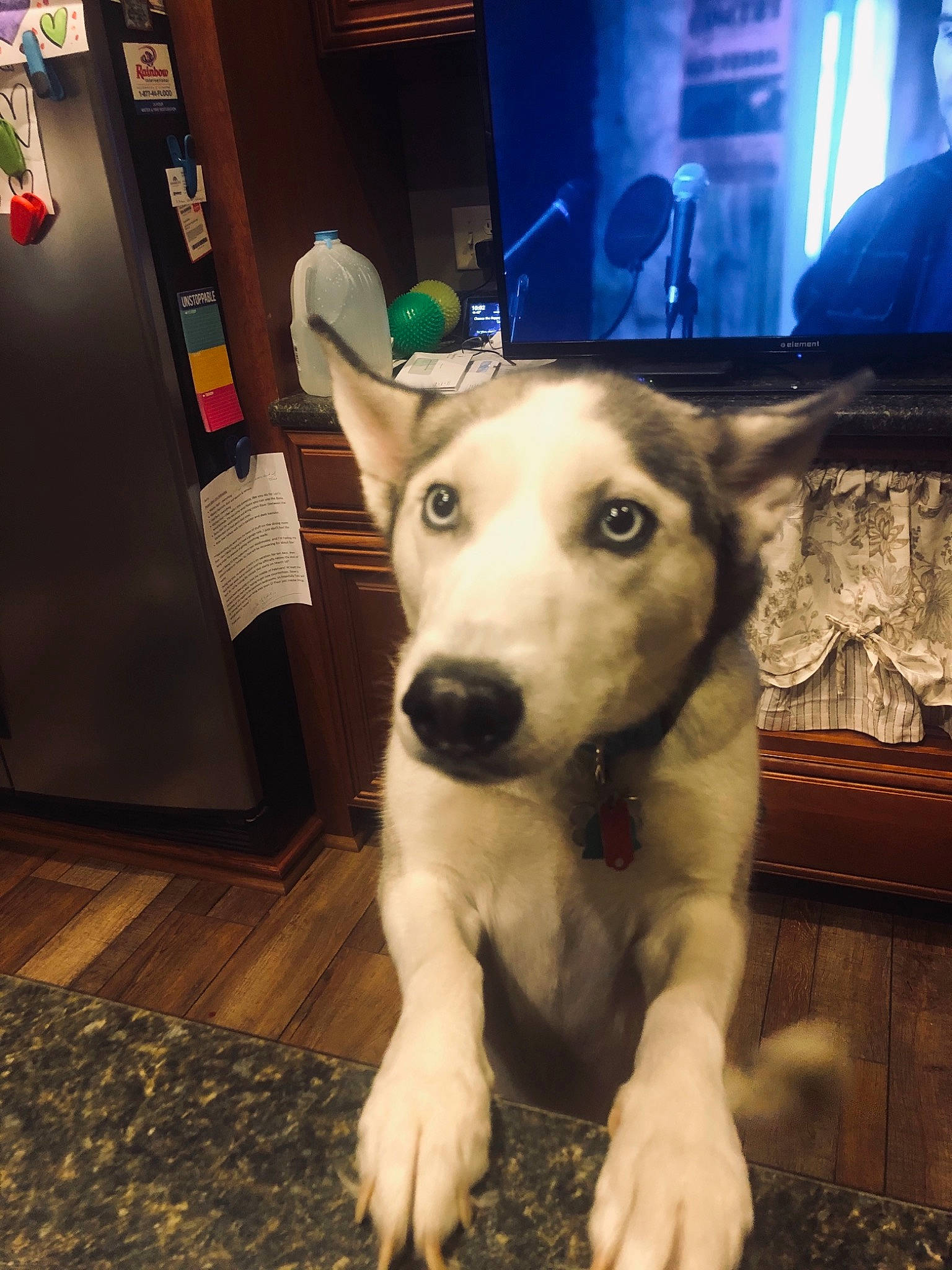 Luna is registered to the contest to win money with this photo: canidae, carnivore, companion_dog, dog, dog_breed, door, ear, fawn, flooring, fur, jaw, non_sporting_group, sighthound, snout, sporting_group, terrestrial_animal, whiskers, wood, working_animal, working_dog