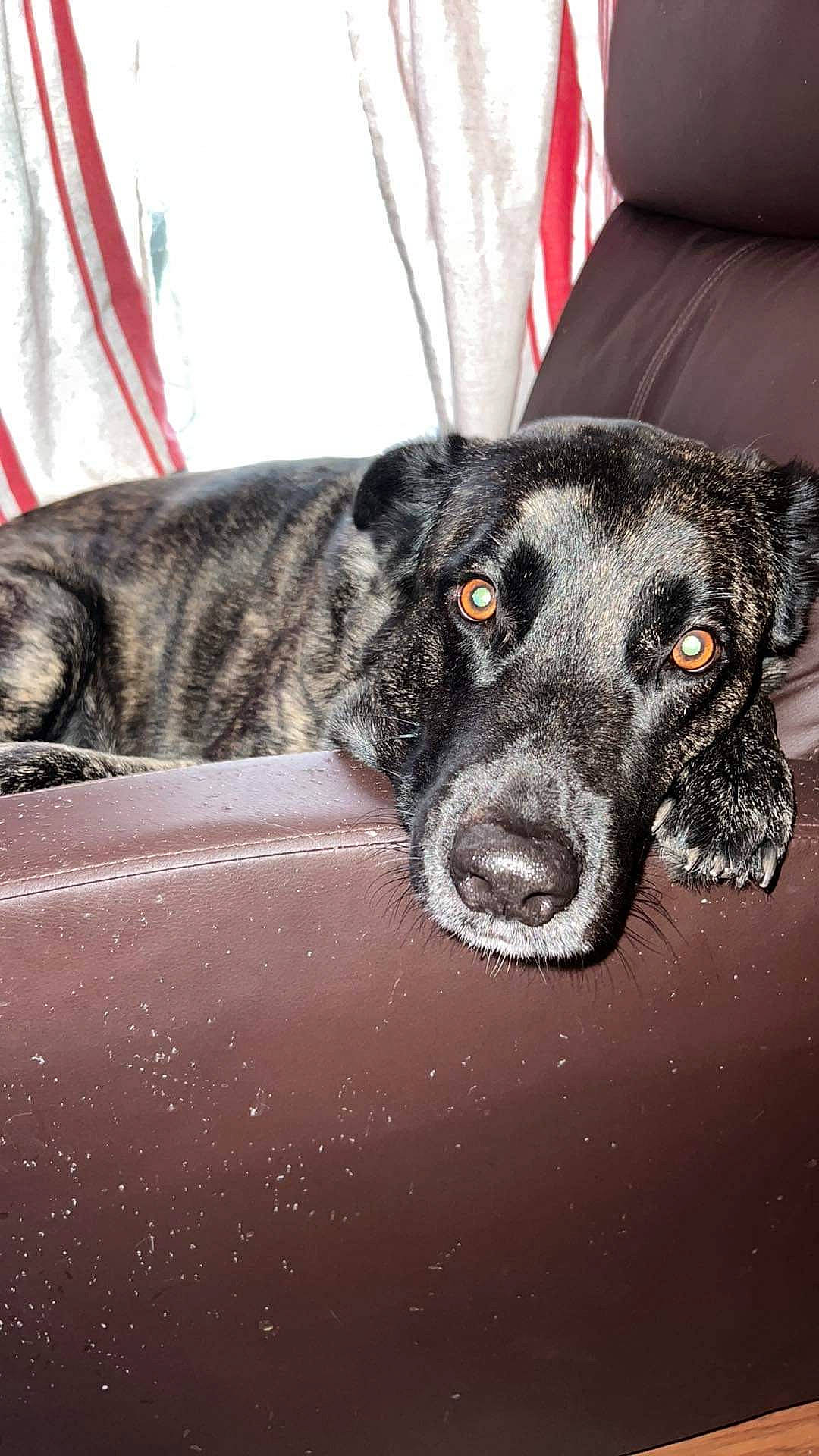 Sir Duke is registered to the contest to win money with this photo: braque_dauvergne, canidae, carnivore, collar, companion_dog, dog, dog_breed, dog_collar, fur, guard_dog, non_sporting_group, snout, sporting_group, water, whiskers, working_animal, working_dog