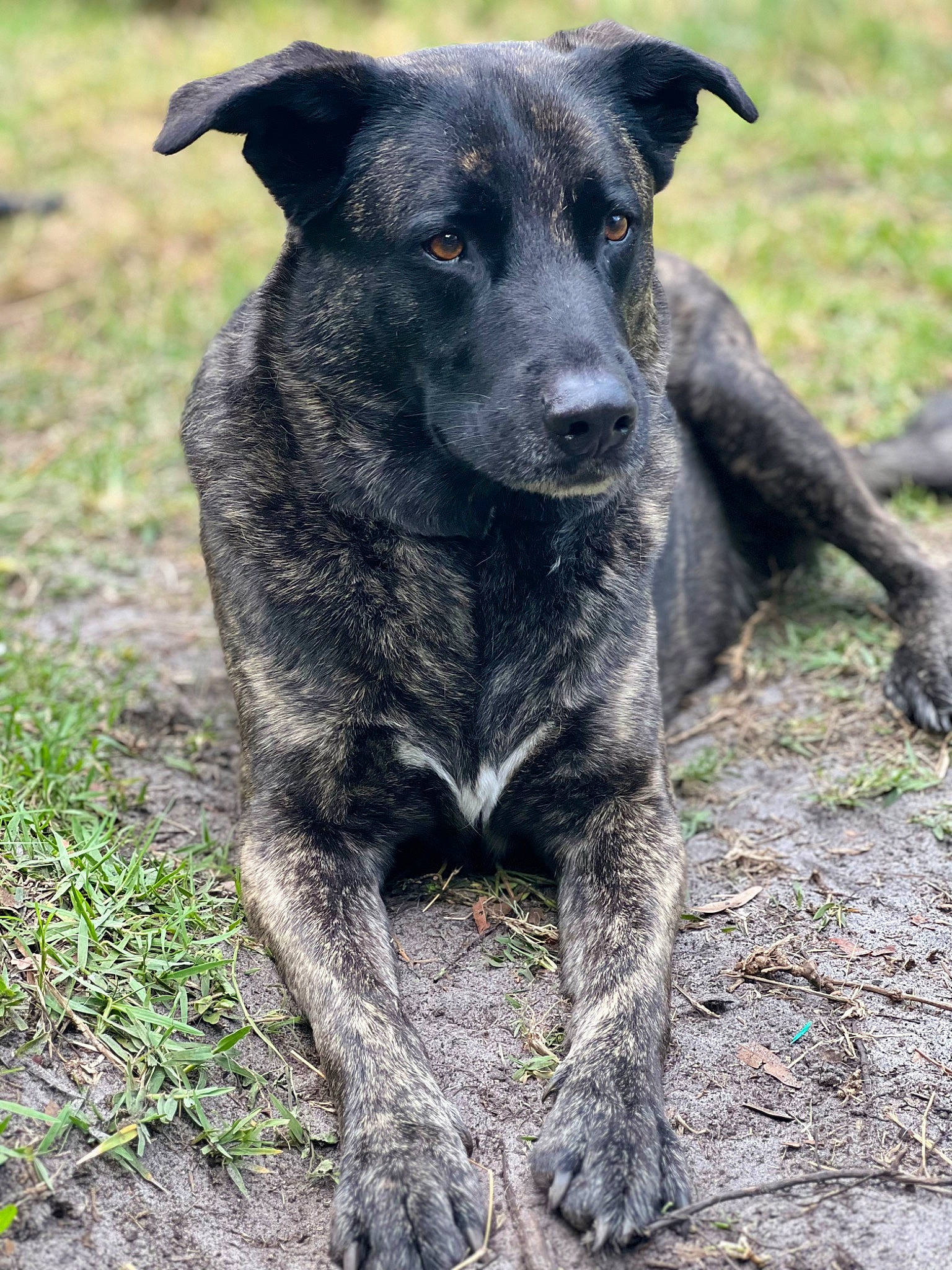 Sir Duke is registered to the contest to win money with this photo: balance, borador, canidae, carnivore, dog, dog_breed, grass, hunting_dog, plant, soil, sporting_group, terrestrial_animal, working_animal, working_dog