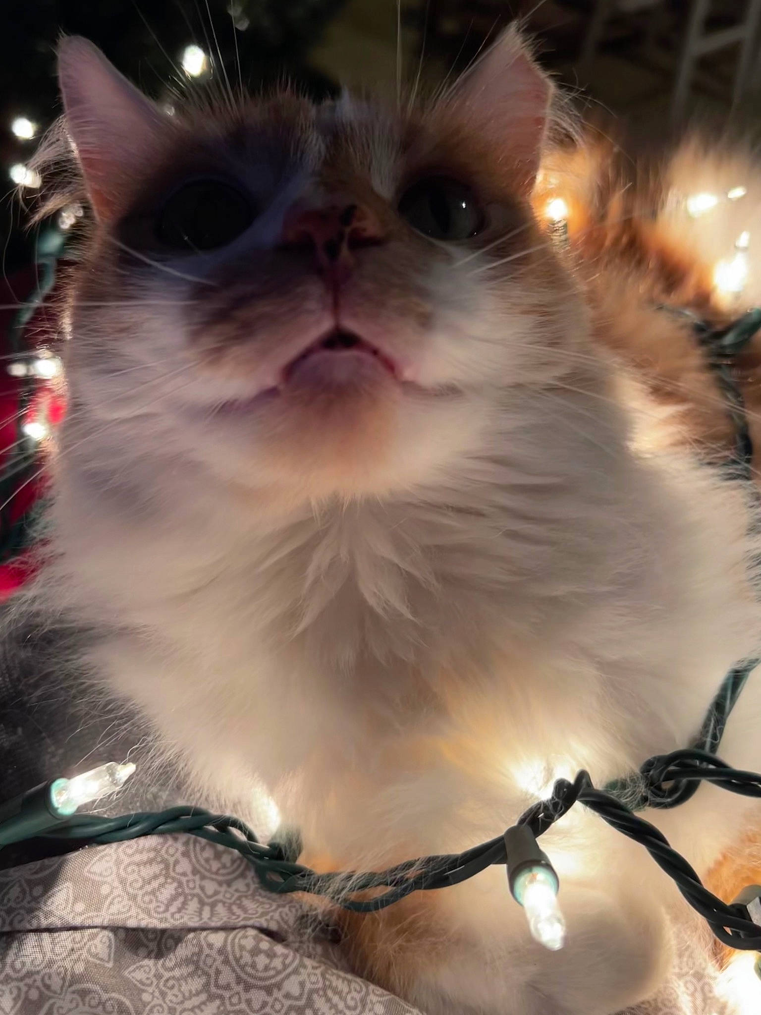 Butterscotch is registered to the contest to win money with this photo: carnivore, cat, fawn, felidae, fur, paw, small_to_medium_sized_cats, snout, surprised, tail, whiskers