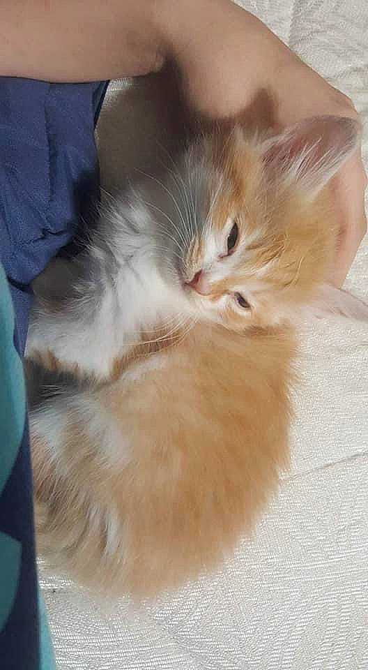 Butterscotch joined the competition — help win amazing prizes! bed, carnivore, cat, claw, comfort, domestic_short_haired_cat, ear, eye, fawn, felidae, fur, gesture, iris, nap, paw, sleep, small_to_medium_sized_cats, snout, tail, whiskers