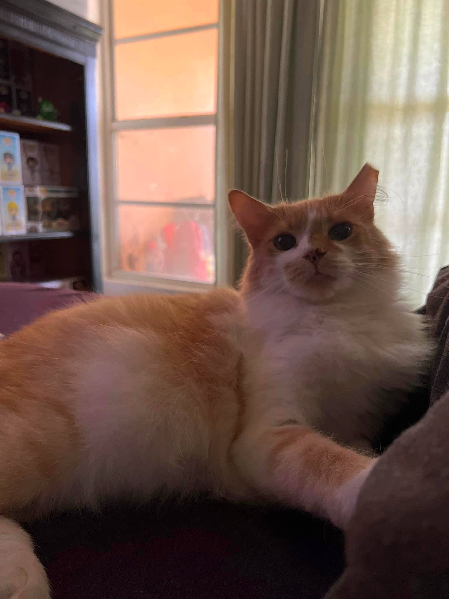 Butterscotch is registered to the contest to win money with this photo: carnivore, cat, claw, comfort, curtain, domestic_short_haired_cat, felidae, fur, hardwood, mammal, paw, picture_frame, small_to_medium_sized_cats, tail, whiskers, window, window_blind, window_treatment, wood