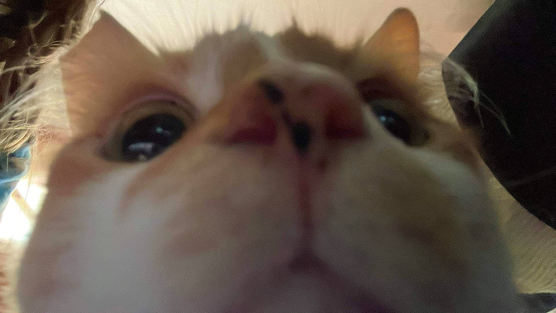 Butterscotch joined the competition — help win amazing prizes! carnivore, cat, domestic_short_haired_cat, ear, eyelash, fang, fawn, felidae, fur, nose, paw, small_to_medium_sized_cats, snout, terrestrial_animal, whiskers