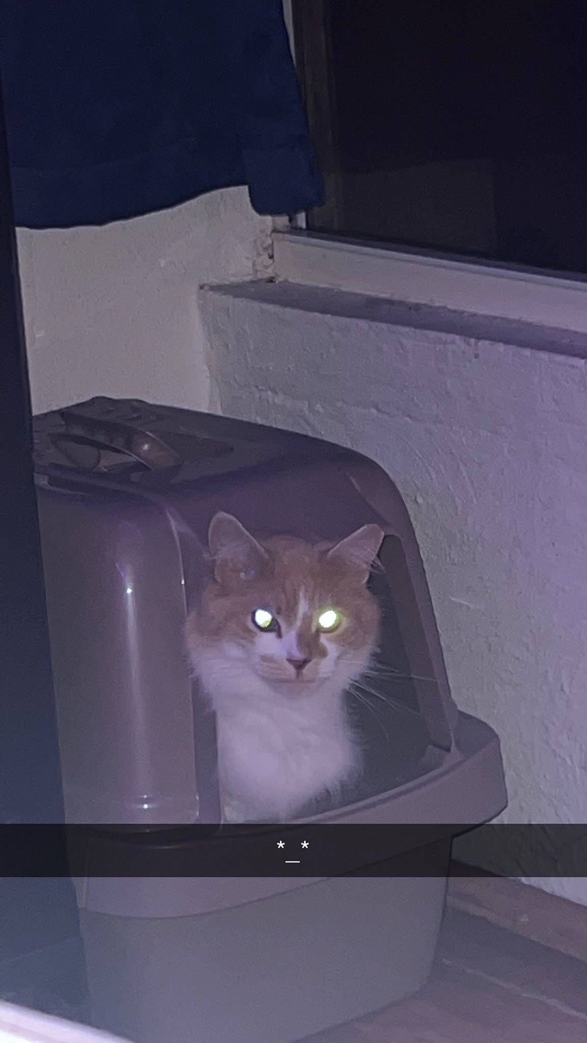 Butterscotch is registered to the contest to win money with this photo: box, cardboard, carnivore, cat, darkness, domestic_short_haired_cat, felidae, fur, gas, grey, paper_product, room, small_to_medium_sized_cats, snout, tail, whiskers, wood