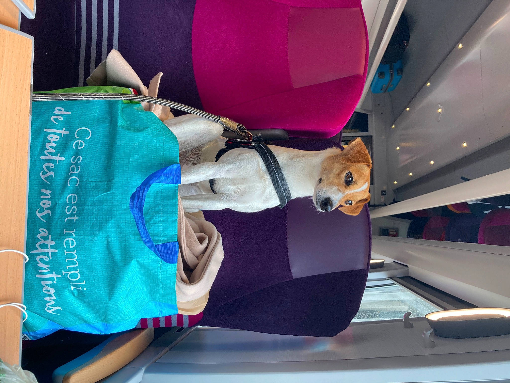 Pita participe au concours pour gagner de l'argent avec cette photo : advertising, animation, automotive_design, ceiling, electric_blue, graphic_design, graphics, leisure, machine, magenta, purple, room, textile, visual_arts, wing