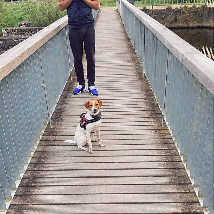 Pita participe au concours pour gagner de l'argent avec cette photo : carnivore, companion_dog, fence, green, leg, leisure, line, pedestrian, photograph, plant, recreation, shoe, sidewalk, snapshot, sneakers, stairs, street_fashion, tree, walkway, wood