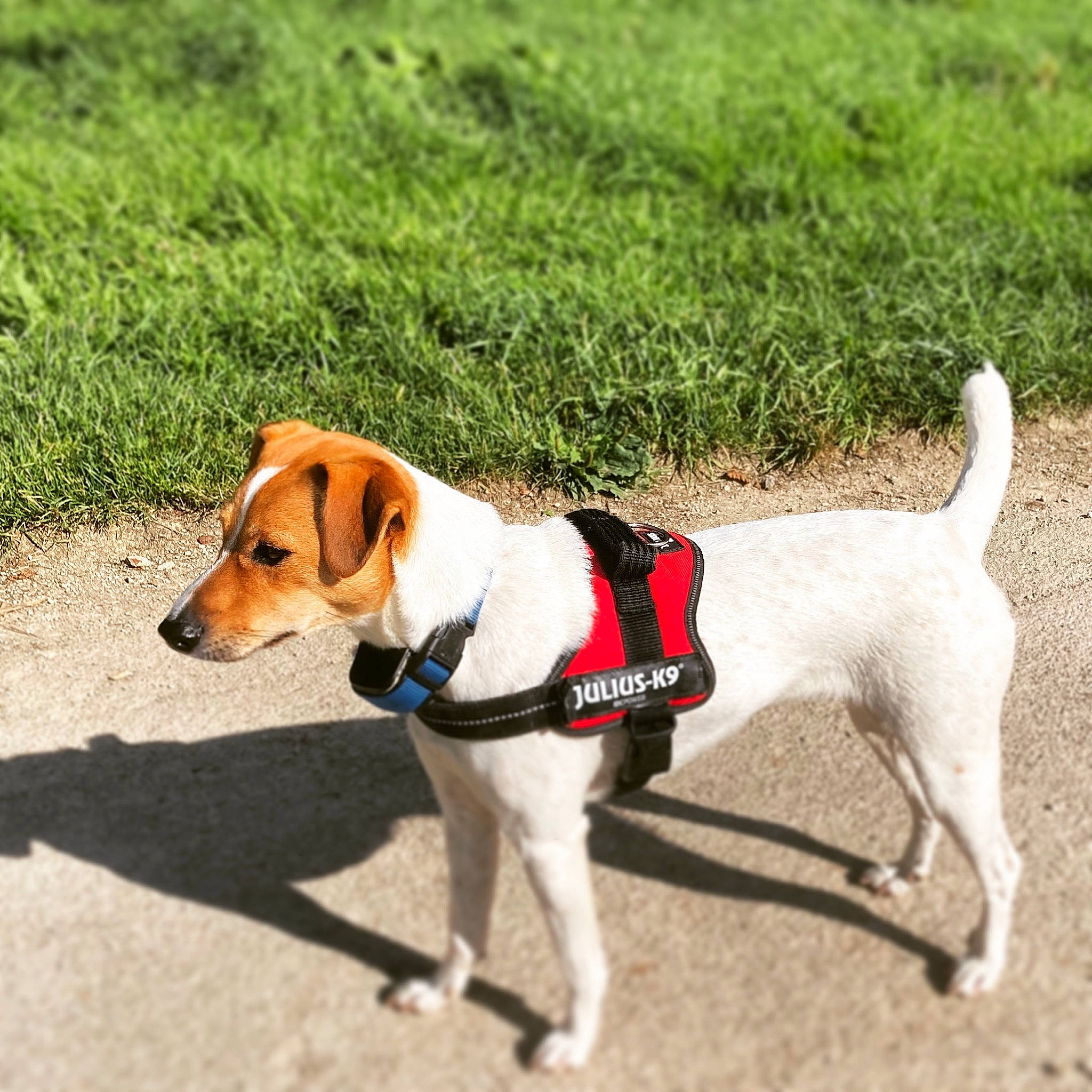 Pita a rejoint le concours — aidez-le/la à gagner de superbes lots ! canidae, carnivore, collar, companion_dog, dog, dog_breed, dog_clothes, dog_collar, dog_supply, fawn, hound, leash, mammal, paw, pet_supply, scent_hound, snout, sporting_group, tail, vertebrate