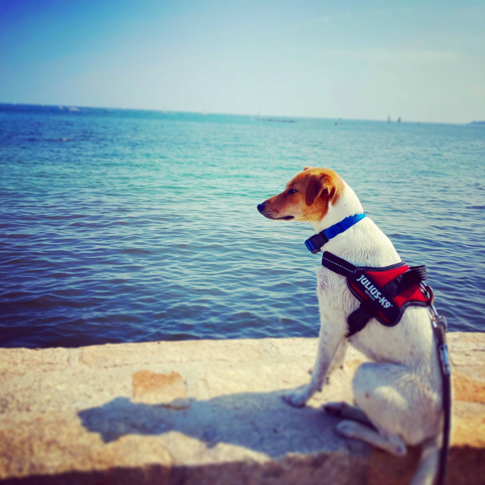 Pita participe au concours pour gagner de l'argent avec cette photo : beach, blue, calm, carnivore, cloud, collar, companion_dog, dog, dog_breed, dog_collar, fawn, happy, horizon, morning, pet_supply, sky, summer, tail, water, wind_wave
