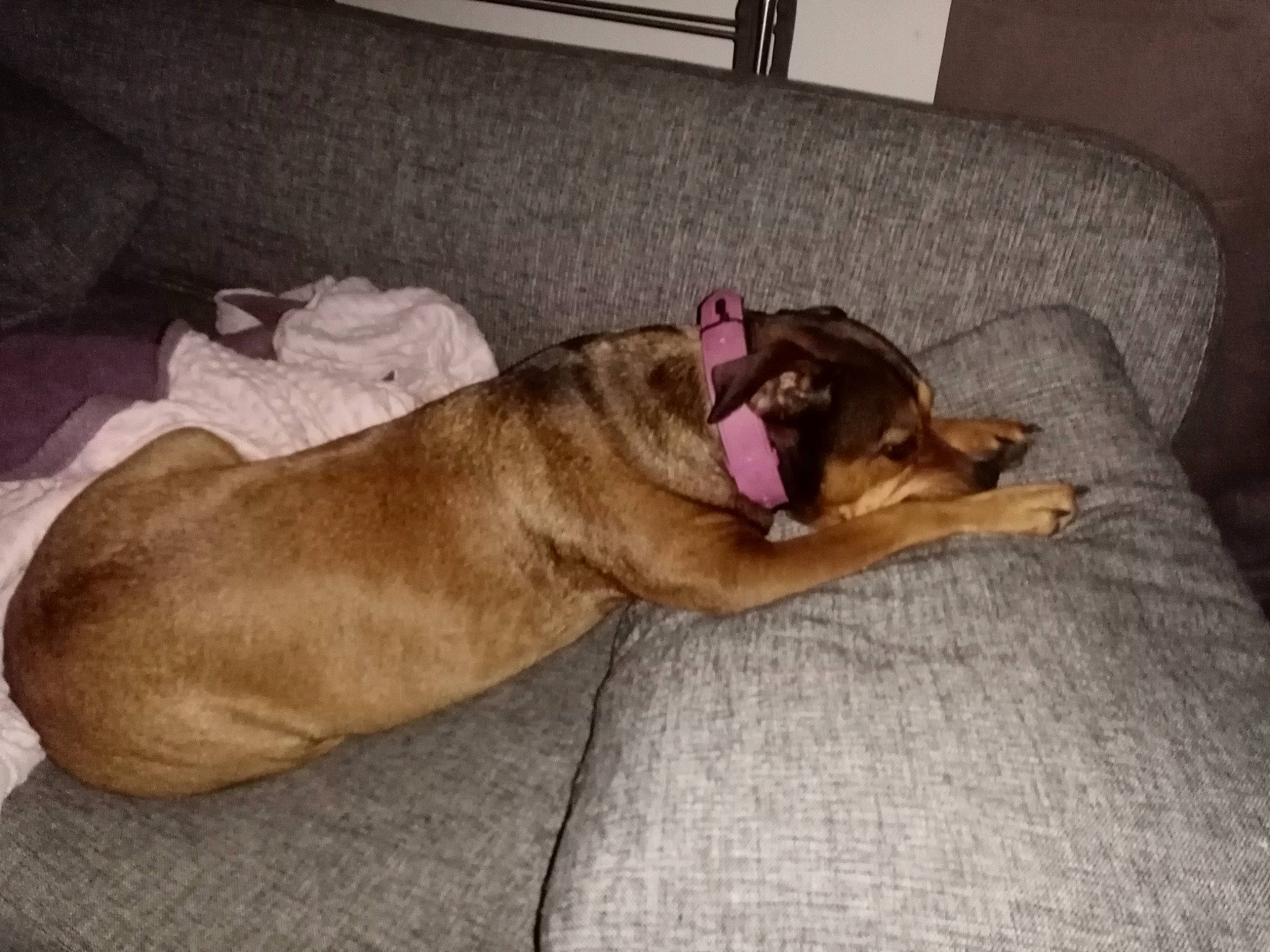 Kenza participe au concours pour gagner de l'argent avec cette photo : canidae, carnivore, comfort, companion_dog, dog, dog_breed, dog_supply, fawn, flooring, fur, hardwood, liver, nap, paw, pet_supply, snout, sporting_group, tail, whiskers, working_animal