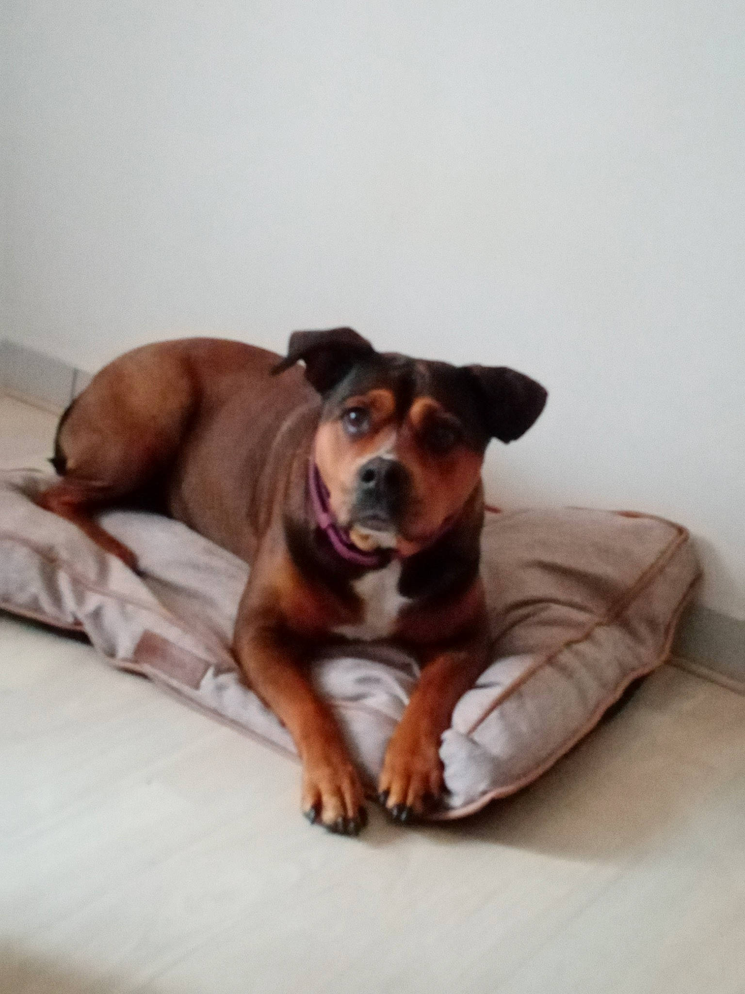 Kenza participe au concours pour gagner de l'argent avec cette photo : bored, canidae, carnivore, comfort, companion_dog, dog, dog_breed, dog_supply, ear, fawn, flooring, hardwood, paw, snout, sporting_group, tail, terrestrial_animal, whiskers, wood, working_animal