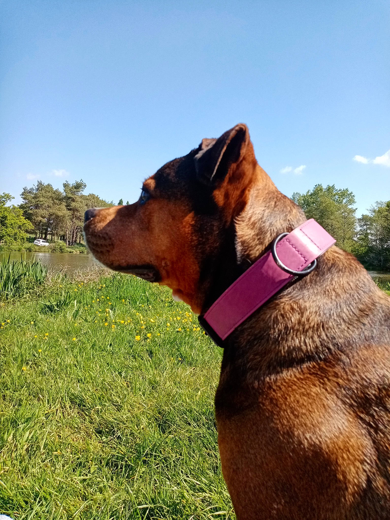 Kenza a rejoint le concours — aidez-le/la à gagner de superbes lots ! carnivore, cloud, collar, companion_dog, dog, dog_breed, dog_collar, fawn, grass, grassland, leash, liver, pet_supply, plant, sky, snout, sporting_group, tree, working_animal, working_dog