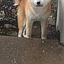 Takami a rejoint le concours — aidez-le/la à gagner de superbes lots ! alone, animal, brown, canine, concrete, curious, curled_tail, dog, facing_camera, fur, fuzzy, mammal, outdoor, outdoor_surface, pet, portrait, standing, tail, wall, white
