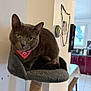 cat, grey_cat, bandana, pet, indoor, cat_perch, feline, curious, cozy, domestic_animal, fur, whiskers, ears, eyes, home, kitchen, table, window, light, furniture