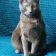 Perla participe au concours pour gagner de l'argent avec cette photo : cat, gray_cat, pet, yellow_eyes, sitting, feline, animal, indoor, cozy, blanket, texture, fur, whiskers, ears, tail, portrait, cute, domestic_cat, relaxed, alert
