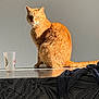 Roucky participe au concours pour gagner de l'argent avec cette photo : cat, orange_cat, sunlight, table, patterned_tablecloth, plastic_cup, cloth, domestic_animal, pet, fur, whiskers, sitting, shadow, indoor, wall, relaxed, animal, feline, looking, daylight