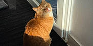 Roucky a rejoint le concours — aidez-le/la à gagner de superbes lots ! cat, ginger_cat, pet, indoor, sunlight, glass_door, black_mat, tile_floor, looking_up, whiskers, tail, ears, feline, curious, relaxed, shadow, home, domestic_animal, animal, cute