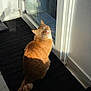 animal, black_mat, cat, curious, cute, domestic_animal, ears, feline, ginger_cat, glass_door, home, indoor, looking_up, pet, relaxed, shadow, sunlight, tail, tile_floor, whiskers