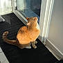 Roucky participe au concours pour gagner de l'argent avec cette photo : cat, orange_cat, indoor, sunlight, black_mat, glass_door, white_wall, curious, looking_up, tiled_floor, pet, animal, whiskers, tail, ears, shadow, household, floor, domestic_cat, sitting