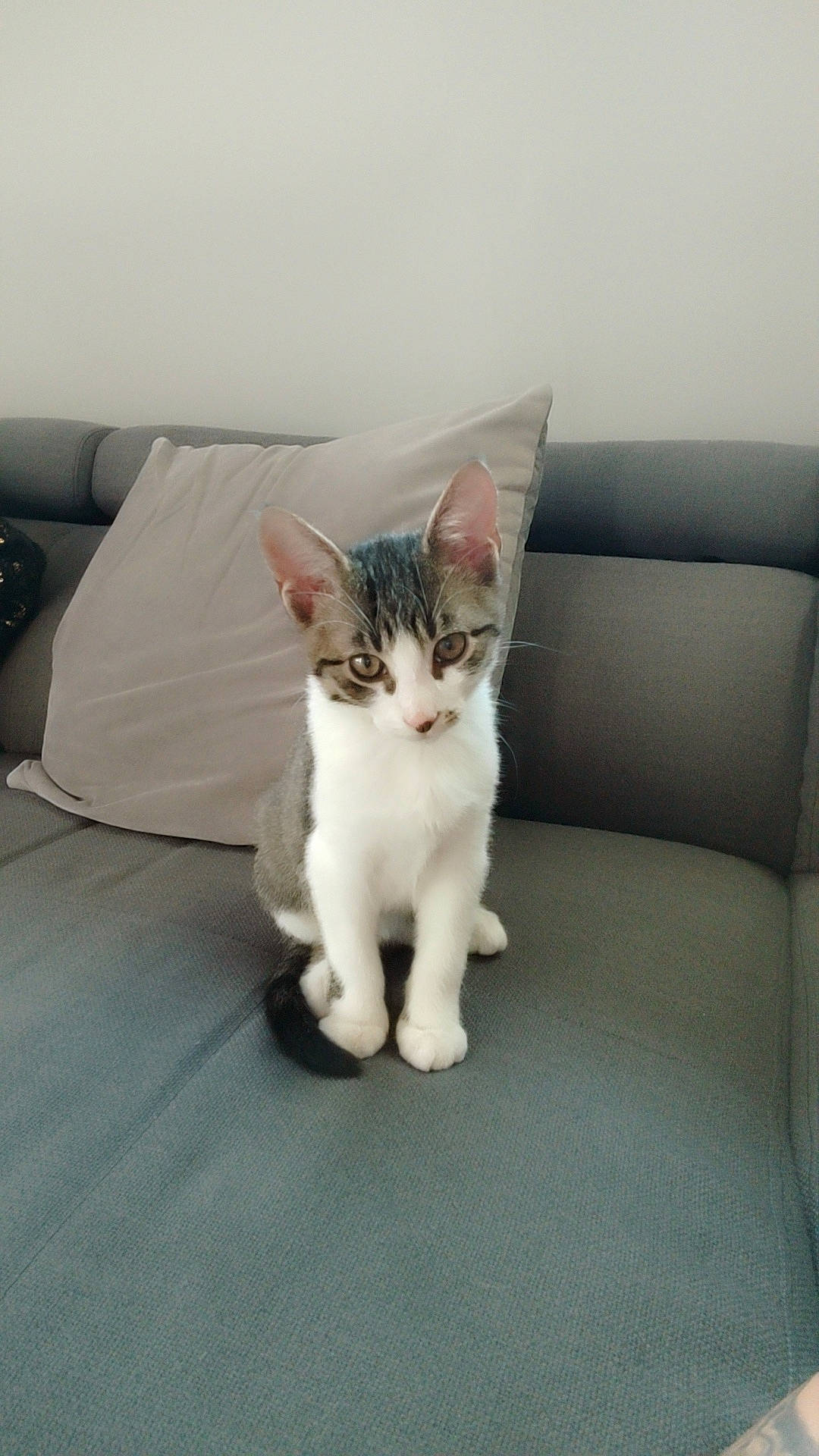 Speedy participe au concours pour gagner de l'argent avec cette photo : carnivore, cat, comfort, couch, domestic_short_haired_cat, door, felidae, flooring, foot, fur, grey, hardwood, paw, sitting, small_to_medium_sized_cats, snout, studio_couch, tail, whiskers, window