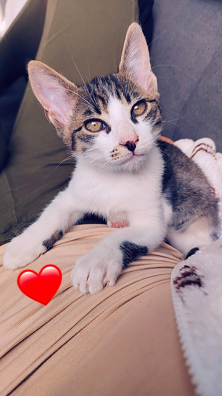 Speedy participe au concours pour gagner de l'argent avec cette photo : carmine, carnivore, cat, claw, comfort, domestic_short_haired_cat, eye, felidae, foot, fur, love, paw, sitting, small_to_medium_sized_cats, snout, tail, whiskers