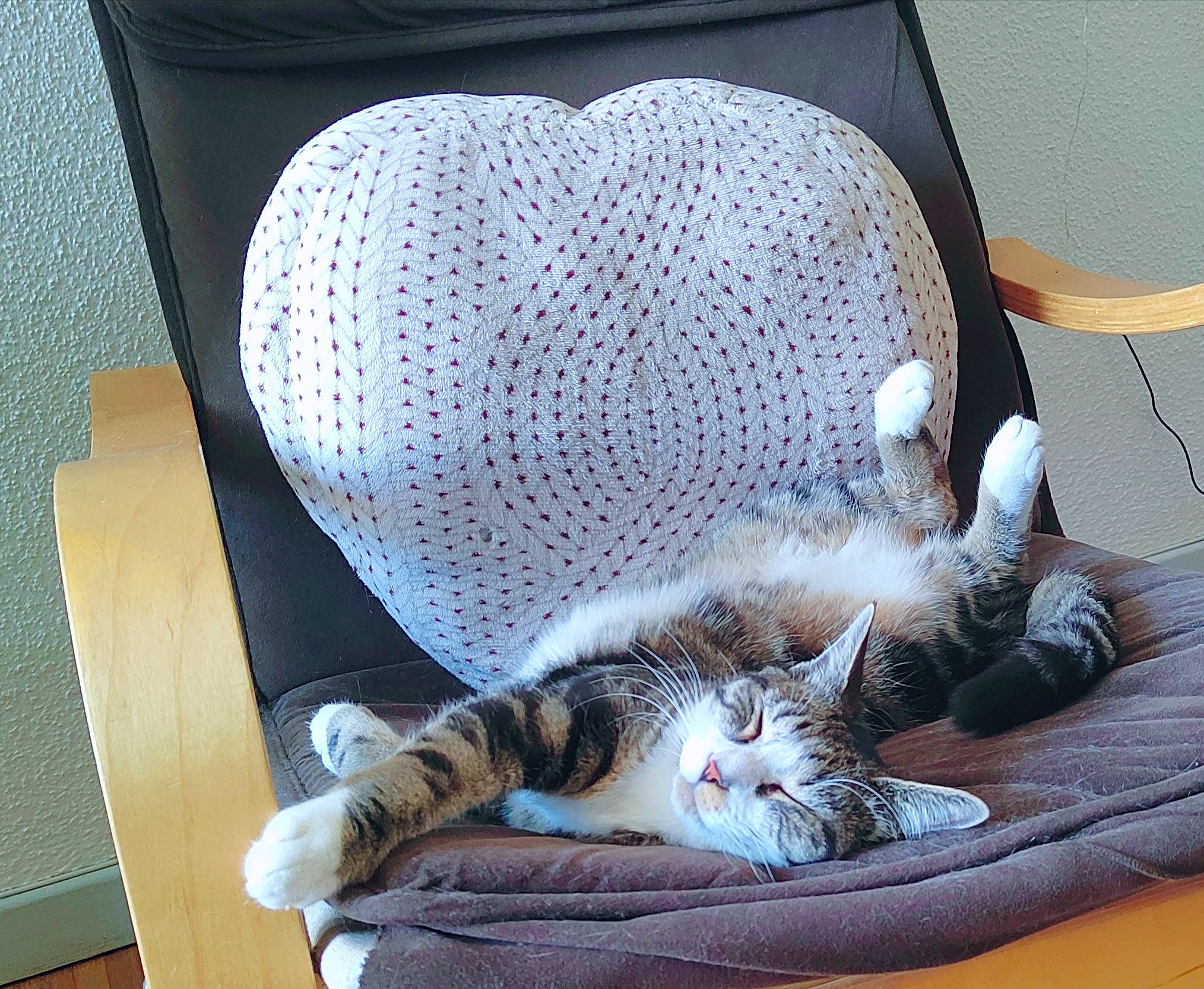 Meiko participe au concours pour gagner de l'argent avec cette photo : audio_equipment, bag, carnivore, cat, comfort, domestic_short_haired_cat, fashion_accessory, felidae, fur, grey, hat, linens, mammal, paw, room, small_to_medium_sized_cats, tail, vertebrate, whiskers, wood