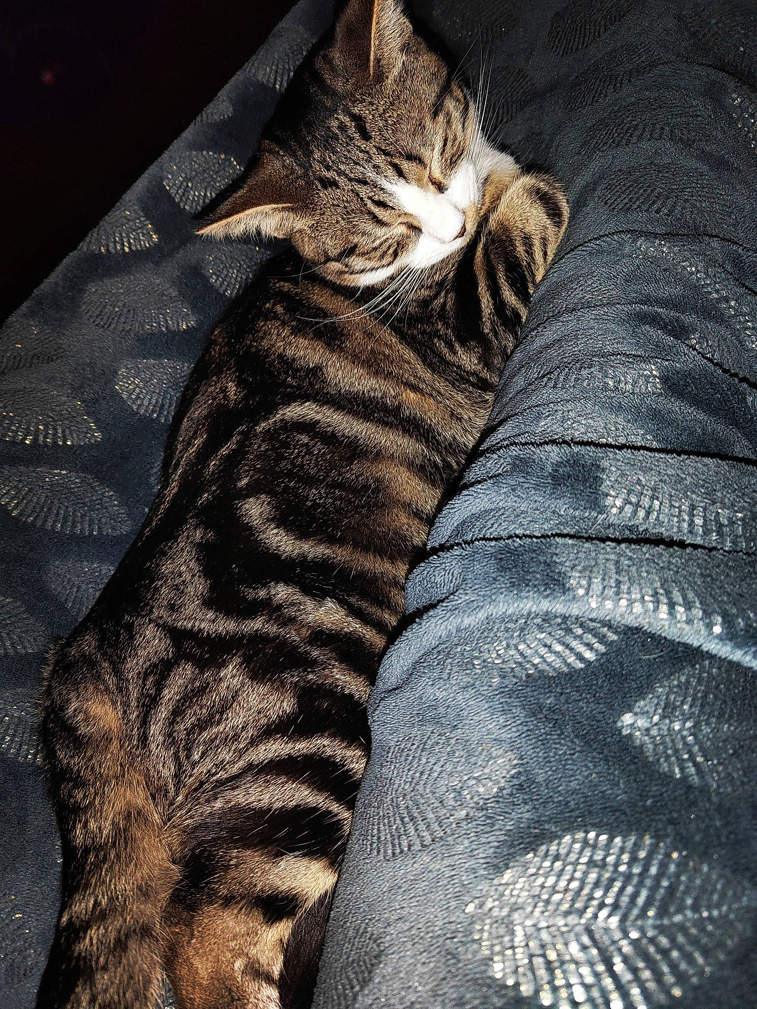 Meiko a rejoint le concours — aidez-le/la à gagner de superbes lots ! big_cats, carnivore, cat, comfort, eye, fawn, felidae, foot, head, human_body, human_leg, leg, paw, small_to_medium_sized_cats, snout, tail, terrestrial_animal, thigh, whiskers, wood