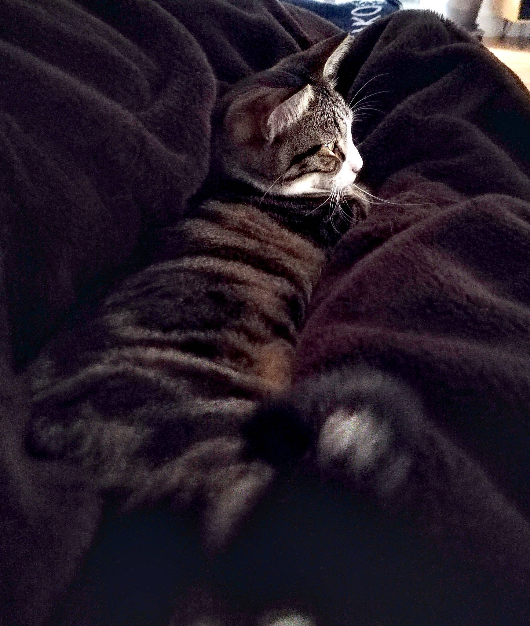 Meiko participe au concours pour gagner de l'argent avec cette photo : bed, bedding, carnivore, cat, comfort, darkness, domestic_short_haired_cat, fawn, felidae, fur, grey, human_leg, linens, nap, paw, small_to_medium_sized_cats, sportswear, tail, terrestrial_animal, whiskers