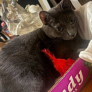Pussicfer is registered to the contest to win money with this photo: cat, gray_cat, indoor, cardboard_box, red_feather, toy, furniture, fabric, cozy, pet, animal, close_up, relaxed, whiskers, ears, eyes, floor, home, domestic, resting