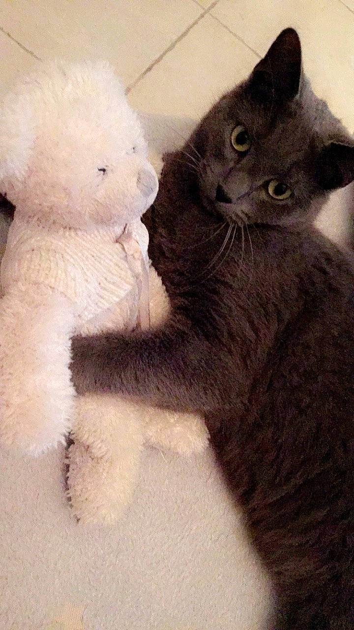 Loup a rejoint le concours — aidez-le/la à gagner de superbes lots ! black_cat, british_longhair, british_shorthair, carnivore, cat, chartreux, domestic_short_haired_cat, fawn, felidae, fur, kitten, mammal, polydactyl_cat, russian_blue, scottish_fold, skin, small_to_medium_sized_cats, snout, tail, whiskers