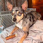 Merlin is registered to the contest to win money with this photo: alert, baby_gate, bed, black, brown, canine, chew_stick, closeup, dog, ears, fur, furniture, heterochromia, indoor, paw, pet, portrait, relaxed, tan, white