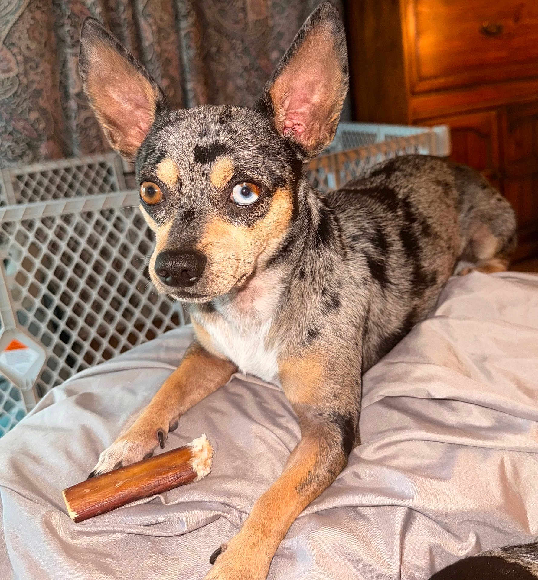 Merlin