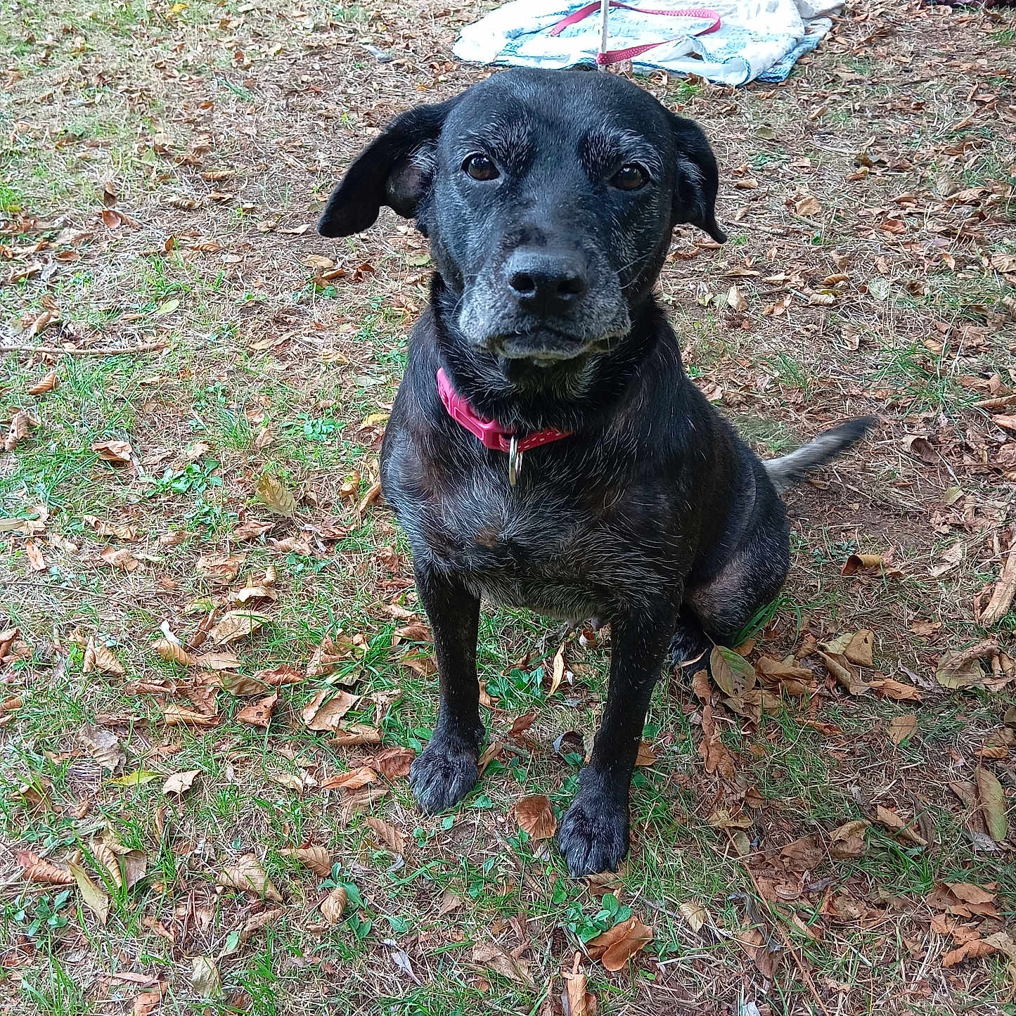 ℤ𝕖𝕟𝕒 participe au concours pour gagner de l'argent avec cette photo : animal, black_dog, brown_leaves, canine, collar, daylight, dog, ears, field, grass, ground, leaves, mammal, nature, outdoor, pet, pink_collar, sitting, snout, tail