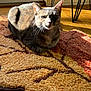 Minnie Annelise P. joined the competition — help win amazing prizes! cat, loaf, rug, leaf_shape, sunlight, wooden_floor, indoor, pet, animal, feline, resting, cozy, shadow, texture, home_interior, table_legs, flooring, domestic, quiet, relaxed