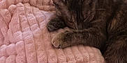 Minnie Annelise P. is registered to the contest to win money with this photo: cat, tabby, sleeping, nap, cozy, feline, pet, fur, whiskers, paw, blanket, pink, soft, texture, resting, cute, animal, indoor, relaxing, domestic