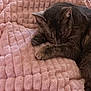 cat, tabby, sleeping, nap, cozy, feline, pet, fur, whiskers, paw, blanket, pink, soft, texture, resting, cute, animal, indoor, relaxing, domestic