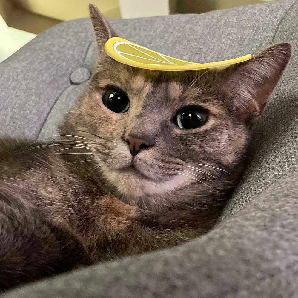 Minnie Annelise P. joined the competition — help win amazing prizes! animal, cat, close_up, curious, cute, domestic, ears, face, feline, grey_cushion, indoor, lemon_sticker, nose, pet, playful, portrait, relaxed, resting, soft_texture, whiskers