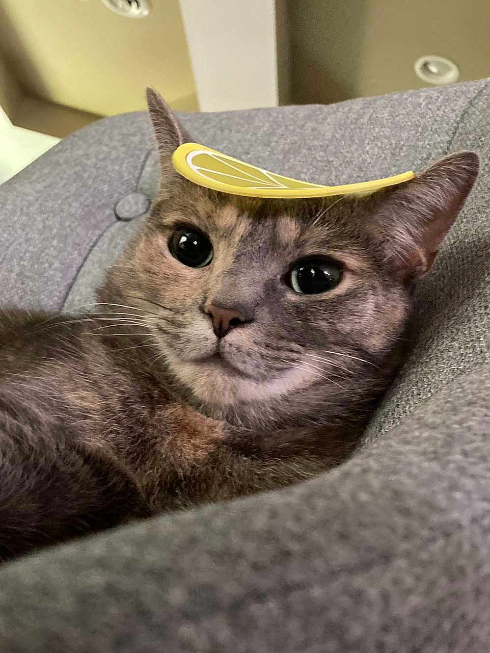 Minnie Annelise P. joined the competition — help win amazing prizes! cat, close_up, grey_cushion, lemon_sticker, indoor, pet, feline, relaxed, playful, whiskers, ears, nose, cute, animal, domestic, portrait, soft_texture, resting, curious, face