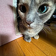 Minnie Annelise P. is registered to the contest to win money with this photo: cat, gray_cat, green_eyes, whiskers, curious, close_up, wooden_floor, pink_fabric, pet, indoor, animal, feline, cute, domestic_cat, face, fur, small_paws, looking, texture, cozy