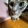cat, gray_cat, green_eyes, whiskers, curious, close_up, wooden_floor, pink_fabric, pet, indoor, animal, feline, cute, domestic_cat, face, fur, small_paws, looking, texture, cozy