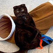 Buddy is registered to the contest to win money with this photo: cat, scottish_fold, brown_cat, indoor, carpet, toy, feathers, pipe_cleaner, pet, playful, curious, animal, feline, relaxed, wide_eyes, soft_tunnel, brown, cozy, paws, tail