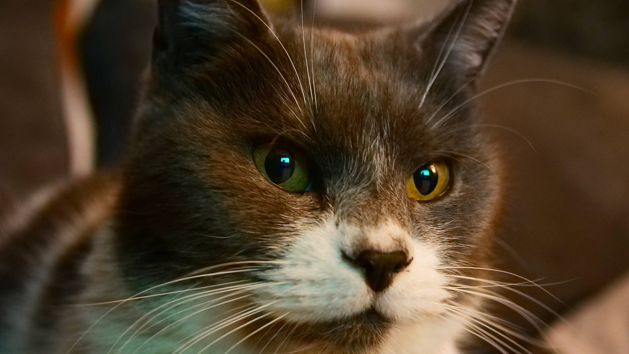 Coquine participe au concours pour gagner de l'argent avec cette photo : carnivore, cat, close_up, curious, domestic_short_haired_cat, electric_blue, felidae, fur, iris, small_to_medium_sized_cats, snout, terrestrial_animal, whiskers, wildlife