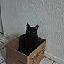 cat, black_cat, cardboard_box, box, indoor, tiled_floor, floor_tile, textured_wall, wall, pet, feline, sitting, looking_at_camera, green_eyes, ears, shadow, door, corner, home_interior, container