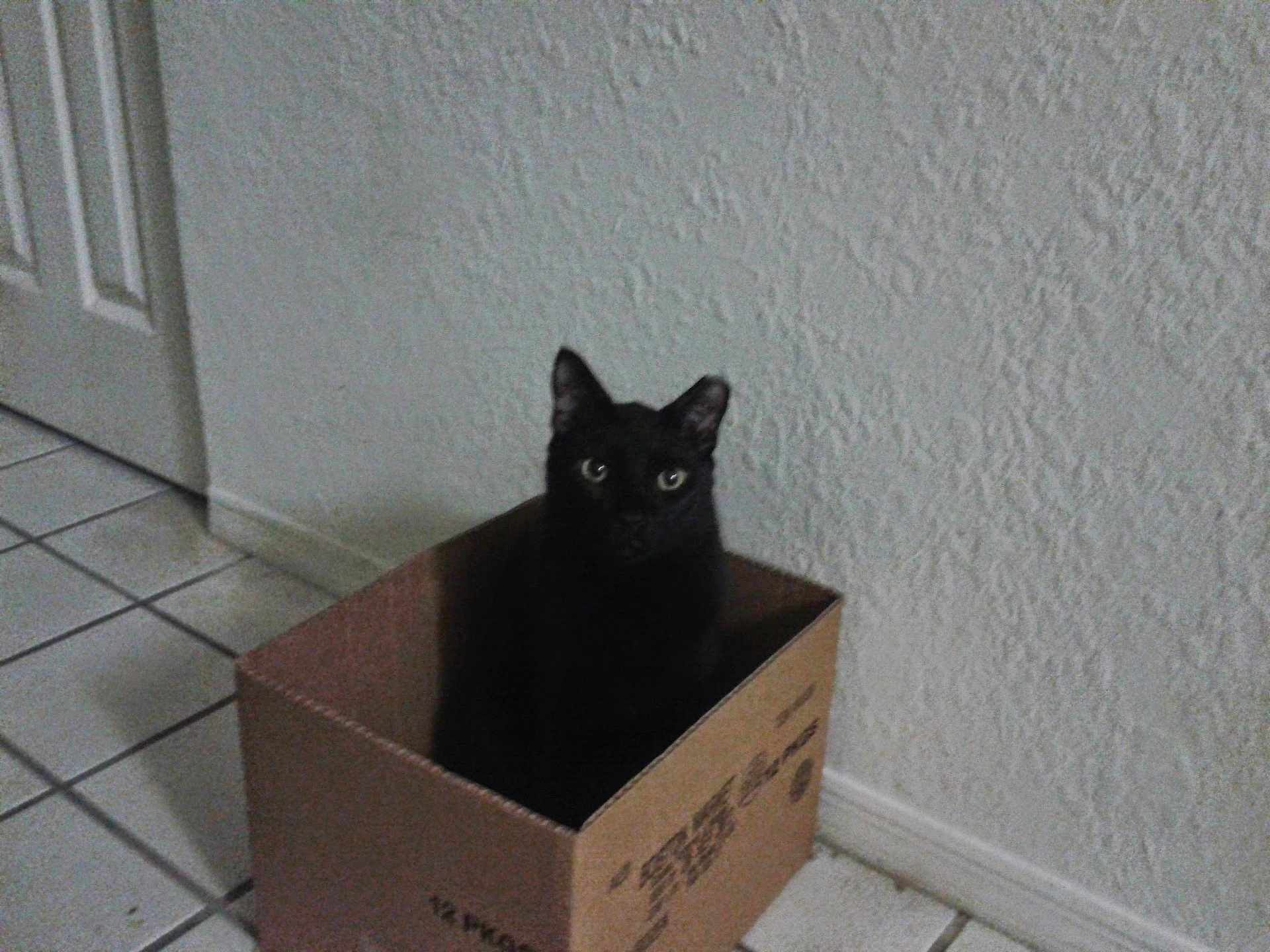 Egypt is registered to the contest to win money with this photo: cat, black_cat, cardboard_box, box, indoor, tiled_floor, floor_tile, textured_wall, wall, pet, feline, sitting, looking_at_camera, green_eyes, ears, shadow, door, corner, home_interior, container