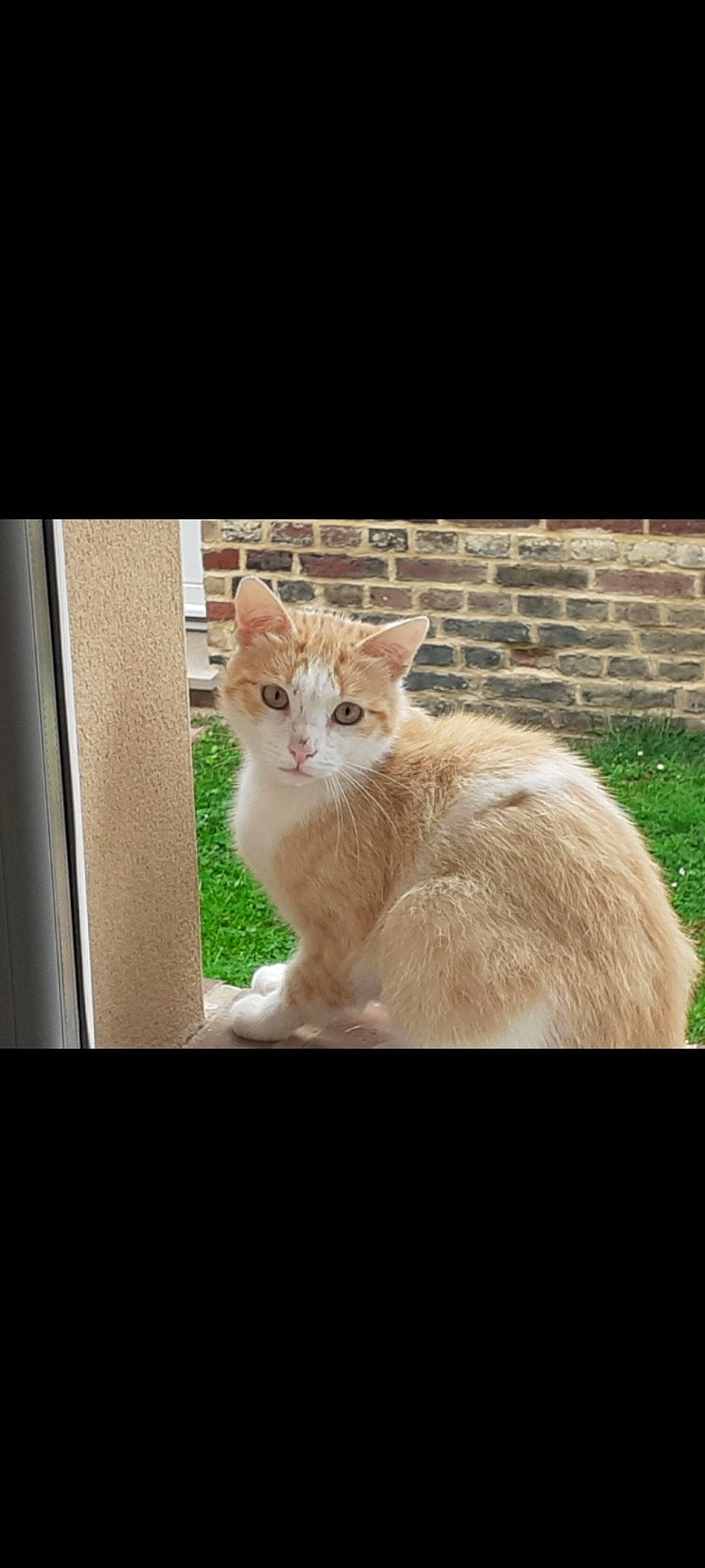 Stella participe au concours pour gagner de l'argent avec cette photo : carnivore, cat, comfort, domestic_short_haired_cat, eye, fawn, felidae, fur, grass, plant, sitting, small_to_medium_sized_cats, snout, tail, terrestrial_animal, tints_and_shades, tree, whiskers, window, windshield